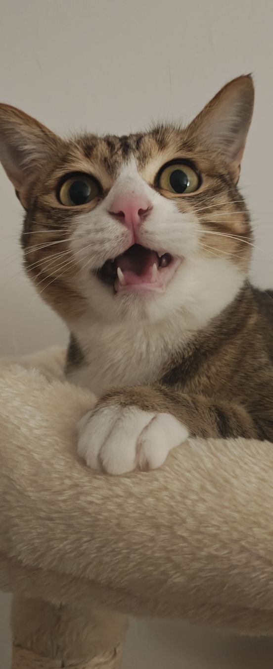 一只白底虎斑纹的家猫位于画面中心，前爪搭在一个米色的毛绒材质平面上。猫的头部正对镜头，双眼圆睁注视前方，嘴巴微微张开，露出上排细小的牙齿，呈现出张嘴的瞬间状态。